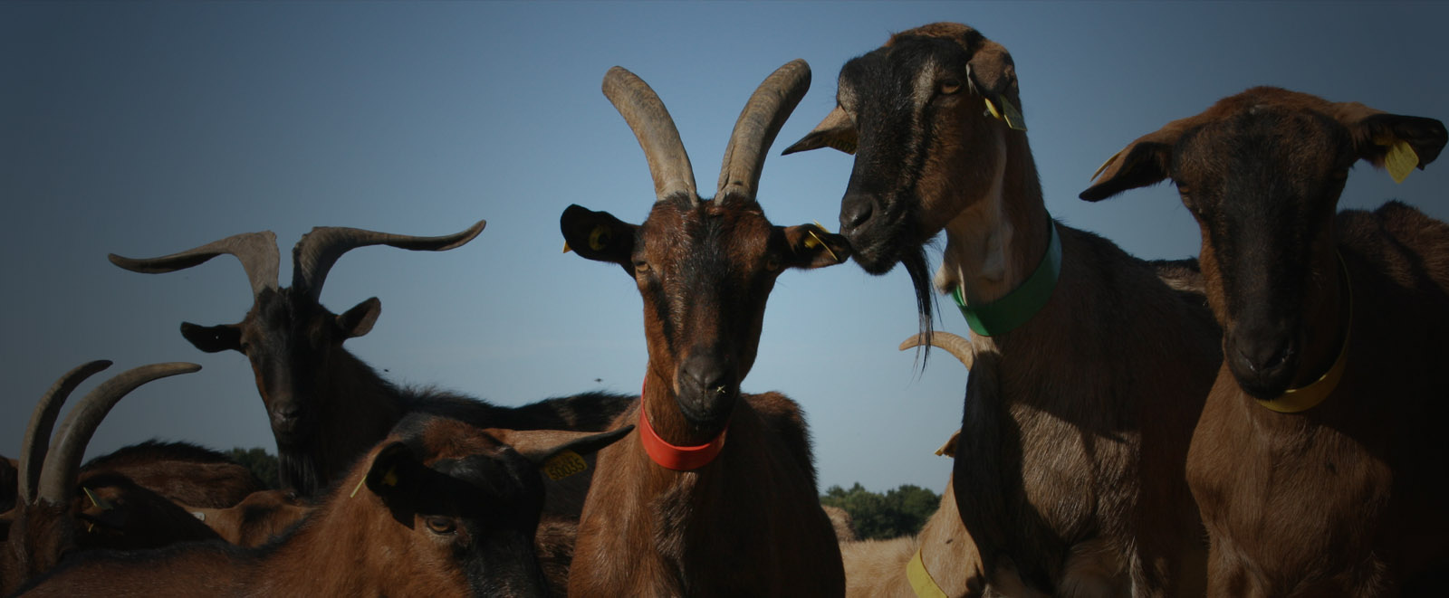 La Ferme des Chapotons