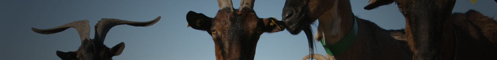 La Ferme des Chapotons